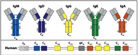 3 Schematic overview of the five different antibody isotypes produced... | Download Scientific ...