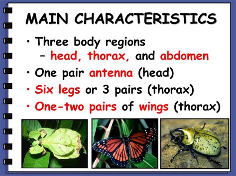 PPT - World of Insects PowerPoint Presentation, free download - ID:5187442