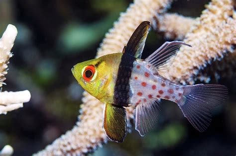 Pajama Cardinalfish Photograph by Georgette Douwma/science Photo Library - Fine Art America