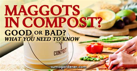 Maggots in Compost? Good or Bad? What you need to know