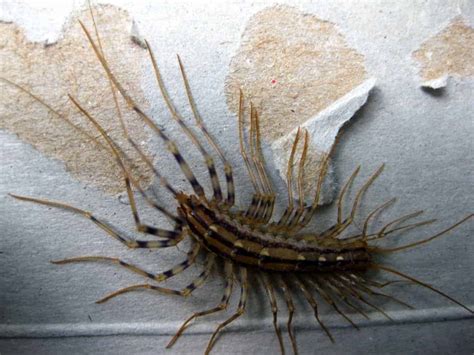 What Do Centipedes Eat? - Pest Control Zone