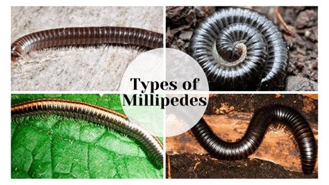 Types of Millipedes - PestControlFacts.com