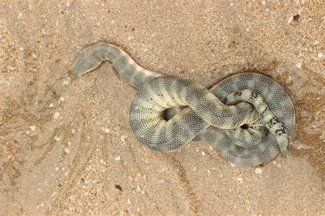 Hook-nosed Sea Snake | Marine Life of Mumbai