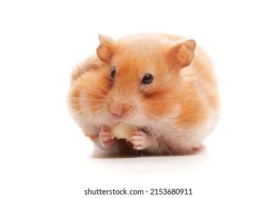 492 Hamster eat cheese Images, Stock Photos & Vectors | Shutterstock