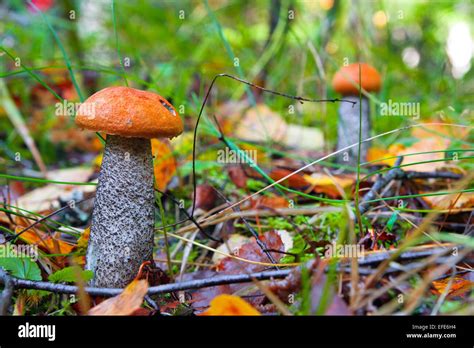 edible mushrooms in forest Stock Photo - Alamy