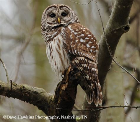 Tennessee Watchable Wildlife | 100 Common Birds of Tennessee | barred owl