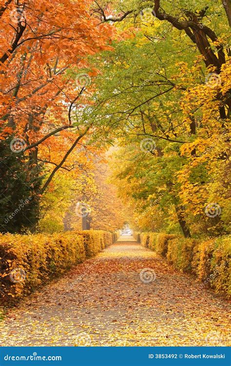 Autumn path in park stock photo. Image of tree, woodland - 3853492