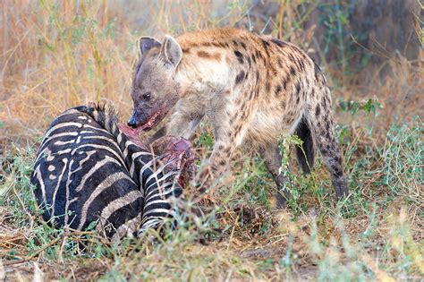 Spotted Hyena | David Da Costa Photography