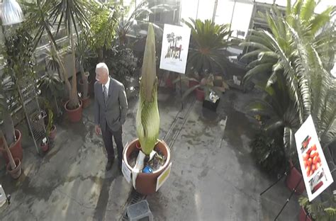 Smelly Corpse Flower Set to Bloom | Live Science