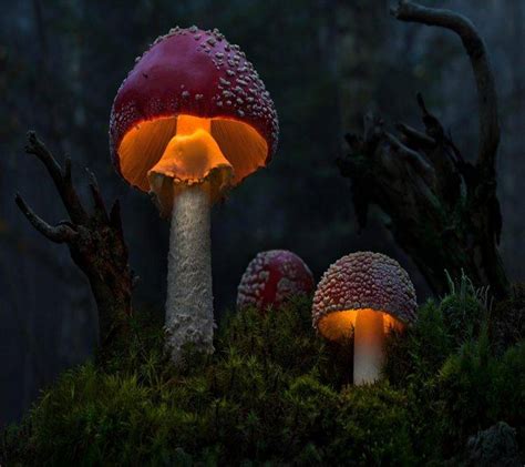 nature, Mushroom Wallpapers HD / Desktop and Mobile Backgrounds