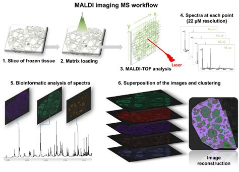 Schematic representation of MALDI Mass Spectrometry Imaging (MSI) of ...