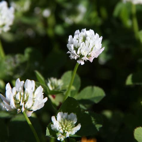 Trifolium repens | Trifolium repens L. FABACEAE Local: Sicil… | Flickr