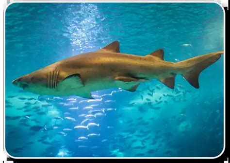 Sand Tiger Sharks Facts - Habitat, Physical Characteristics - SharkSider