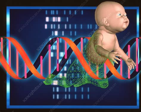 Designer baby - Stock Image - G340/0052 - Science Photo Library