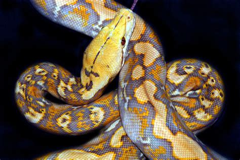 Major Morphs: Lavender Albino Retic | Featured Creature