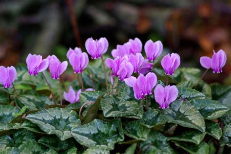 Fiori invernali: specie che sbocciano al freddo - Ville&Casali