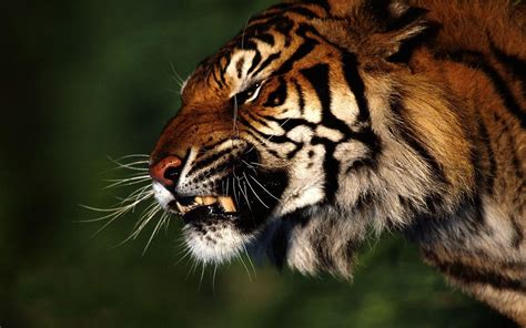 Angry Tiger Eyes Wallpapers - Wallpaper Cave