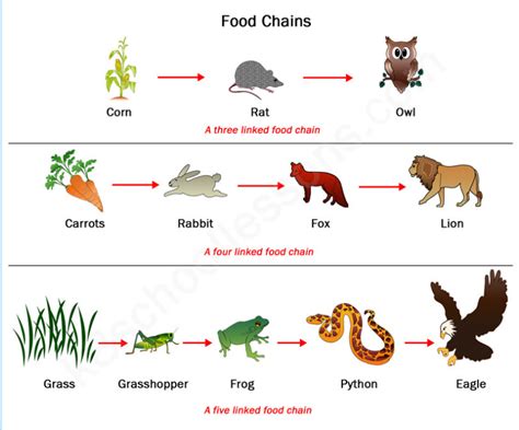 Food Chains - 4th Grade