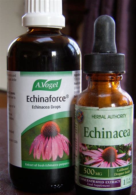 ME/CFS and Supplements 5: Echinacea | ME/CFS Self-Help Guru