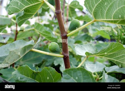 Green fig tree with fruit Stock Photo - Alamy