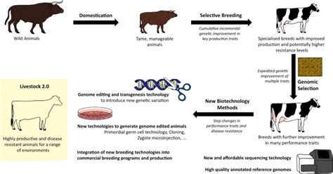 Precision animal breeding: How gene editing could revolutionize animal agriculture and disease ...