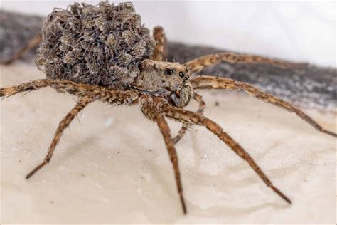 Wolf Spider - A-Z Animals