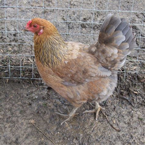 Pam's Backyard Chickens: Breed Profile - Ameraucana