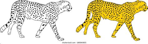 Cheetah Pictures To Color