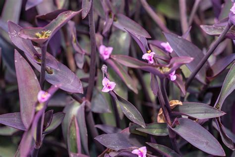 Purple Heart Plant (Tradescantia pallida): Care Guide