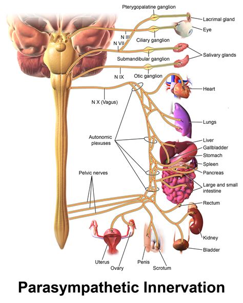 Mind-Body Therapies for Vagus Nerve Disorders | Dr. Arielle Schwartz