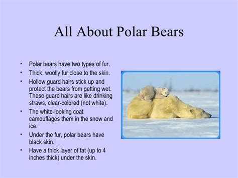 Pin by Money&Dream Life | Animals&Nat on Animal Facts&Info | Polar bear facts, Bear facts for ...