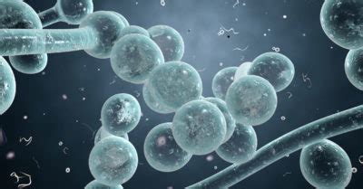 Candida Auris: The Rise Of A Fungal Superbug