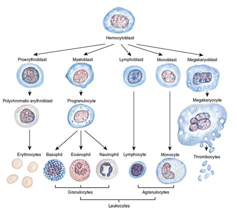 16. The Hematologic System | Nurse Key