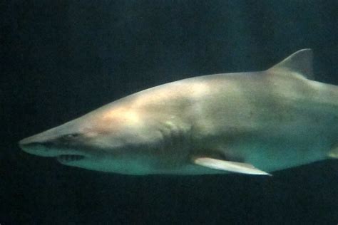 Baltimore: National Aquarium - Sand Tiger Shark | The Nation… | Flickr