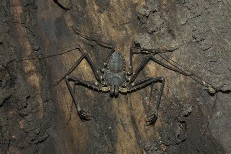 16 Terrifying Tailless Whip Scorpion Facts - Fact Animal