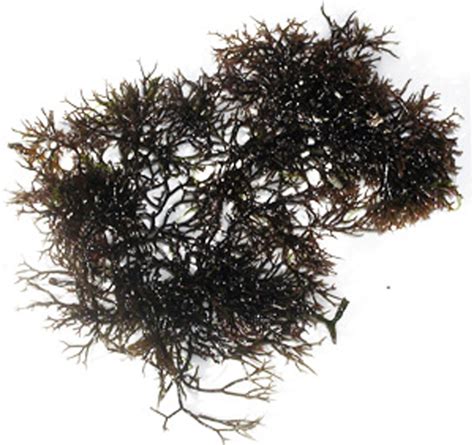 » Seaweed: Gracilaria