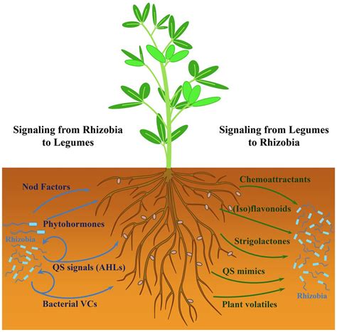 Frontiers | Rhizobial Volatiles: Potential New Players in the Complex ...