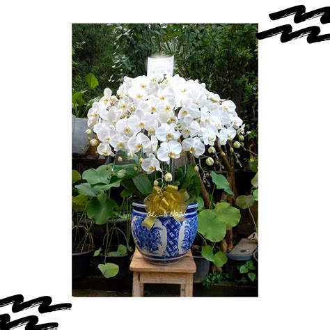 Bunga Anggrek bulan isi 15 pohon Warna Putih - Pot Keramik - De Orchids