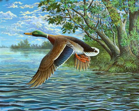 Duck in flight 4500x6300 | Animals - Ducks, Geese, Pheasants, Paintings and Images | Pinterest ...