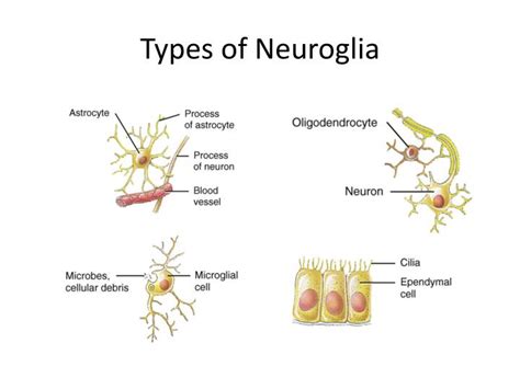 PPT - Histology of Nervous Tissue PowerPoint Presentation - ID:2000973