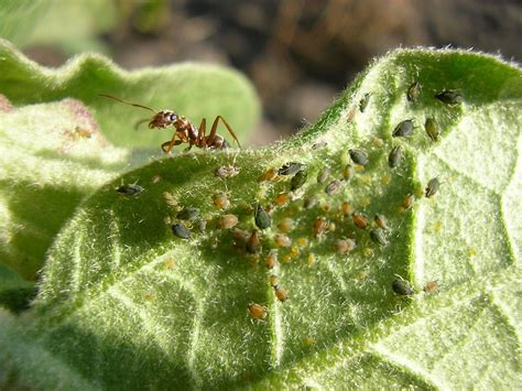 Ants Farming Aphids & What to do About It - Real Self-Sufficiency