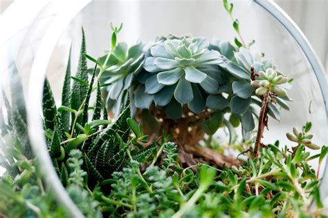 19 Eye-Catching Terrarium Plants For Your Miniature Garden • Insteading