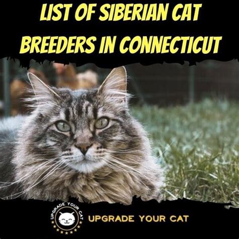 Siberian Cat Breeders in Connecticut | Kittens & Cats for Sale