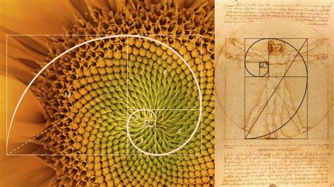 International Mathematics Day: Exploring Fibonacci sequence in nature and art