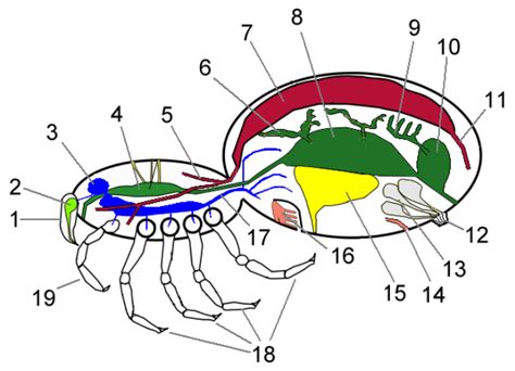 Subphylum Chelicerata Examples