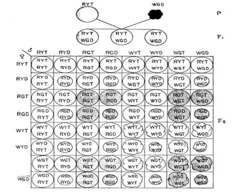 Trihybrid ratio isA. 27:9:9:9:3:3:3:1B. 27:9:9:6:6:3:3:1C. 1:6:15:20:15 ...