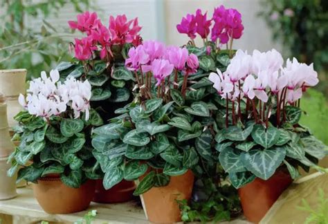 Cyclamen Persicum Indoor House Plant Care Propagation - Indoor Plants