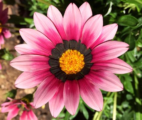 Gazania Garden Leader Mix Seeds - Gazania Rigens