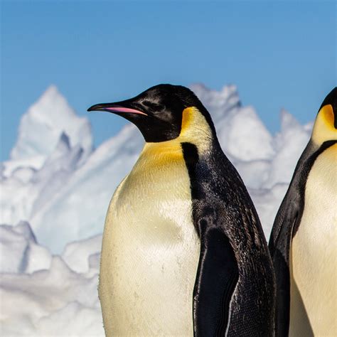 Emperor Penguin | National Geographic