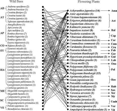 Interaction links between wild bee species and flowering plant species... | Download Scientific ...